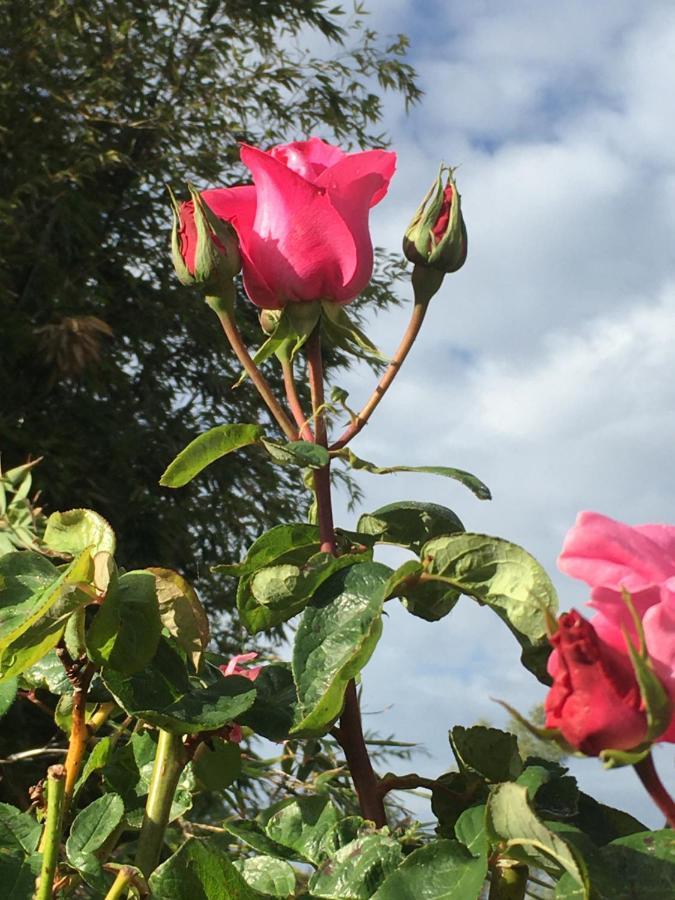 Jardin-darcy Bois